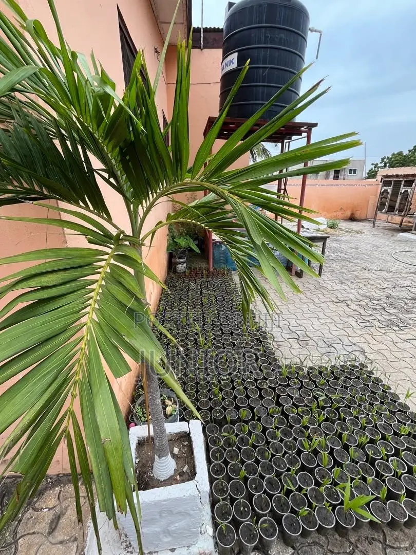 Christmas Palm Trees