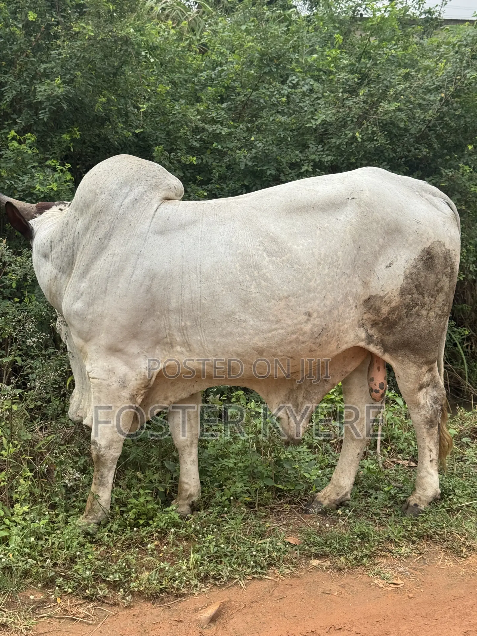 Cows Farming