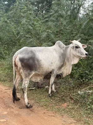 Cows Farming