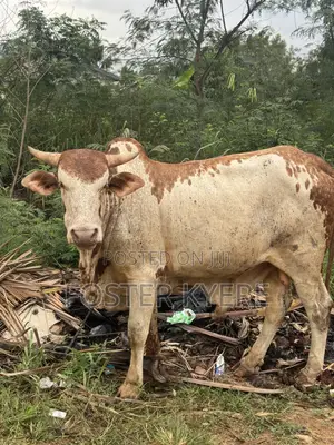 Cows Farming