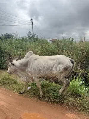 Cows Farming
