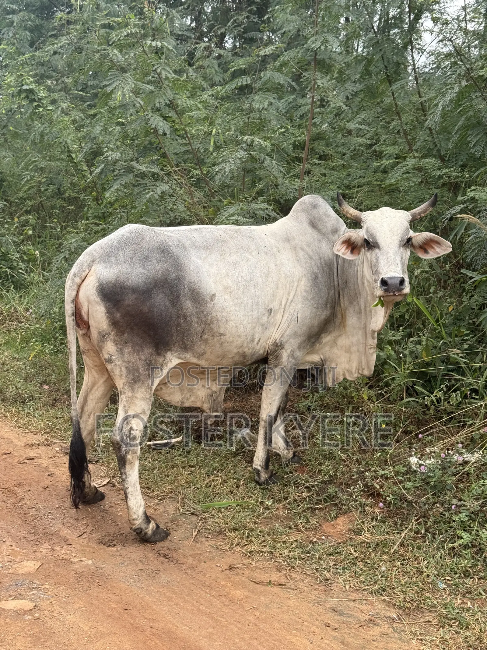 Cows Farming