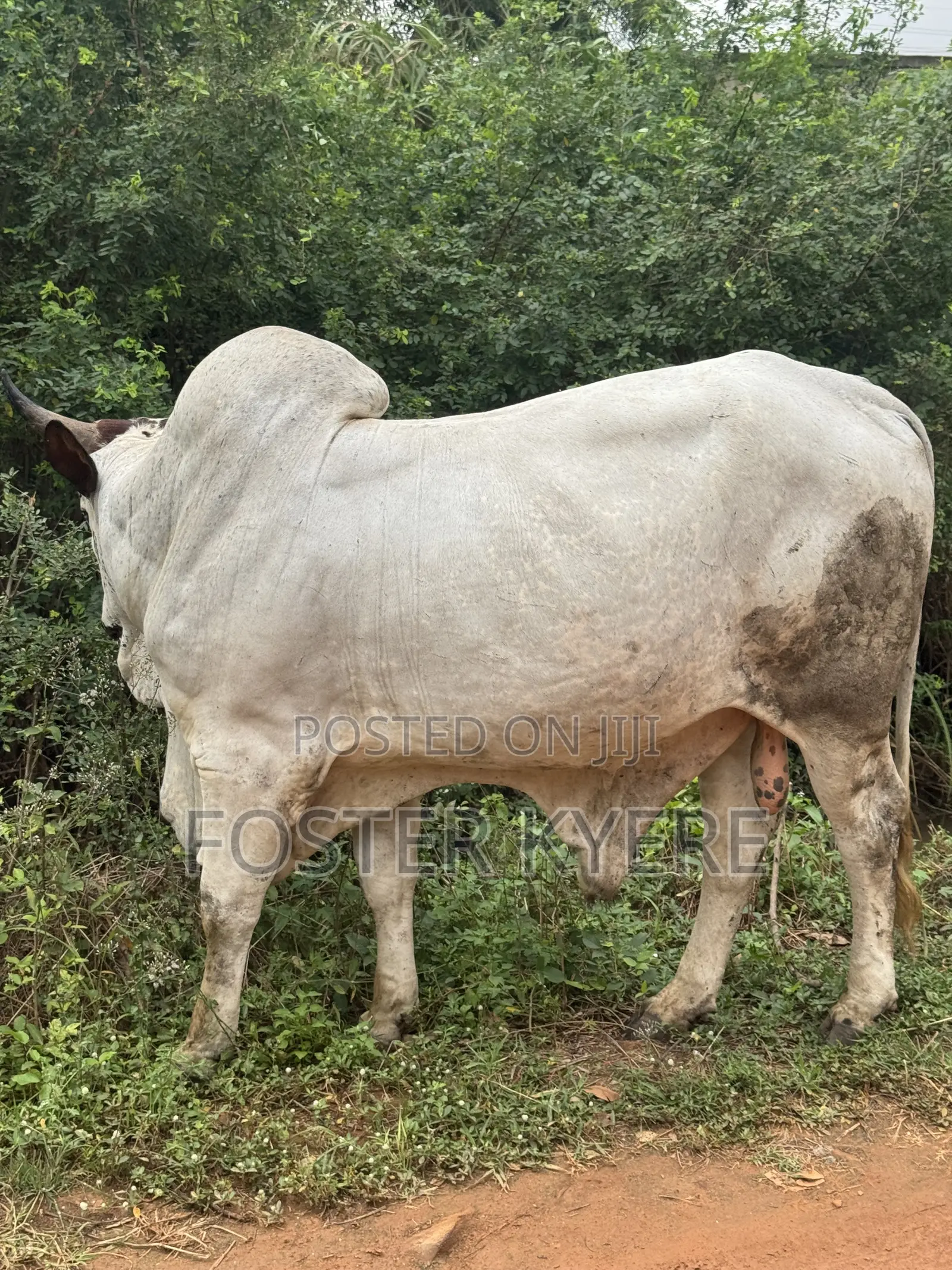 Cows Farming