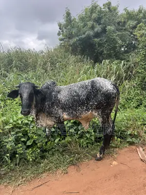 Cows Farming
