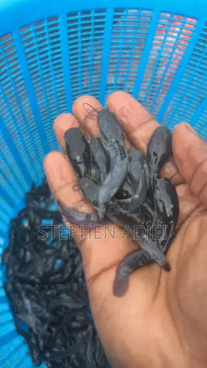 Catfish Fingerlings,juveniles Jumbo