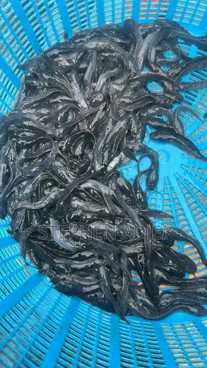 Catfish Fingerlings,juveniles Jumbo