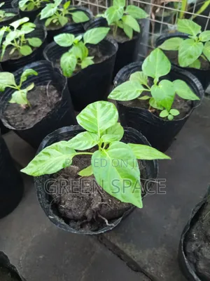 Habanero Pepper Red Seedlings
