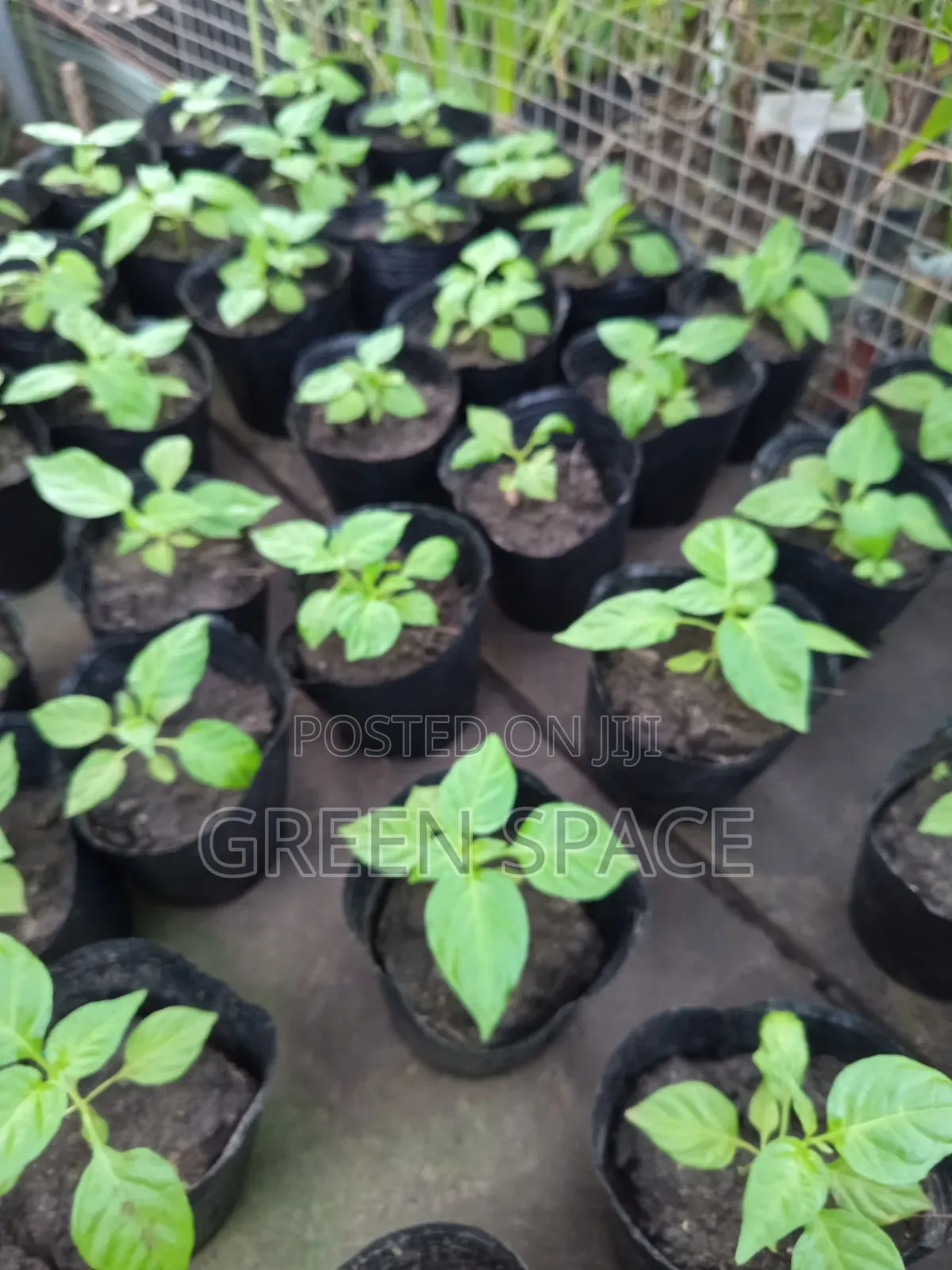 Habanero Pepper Red Seedlings