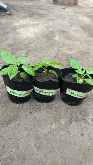 Habanero Pepper Red Seedlings