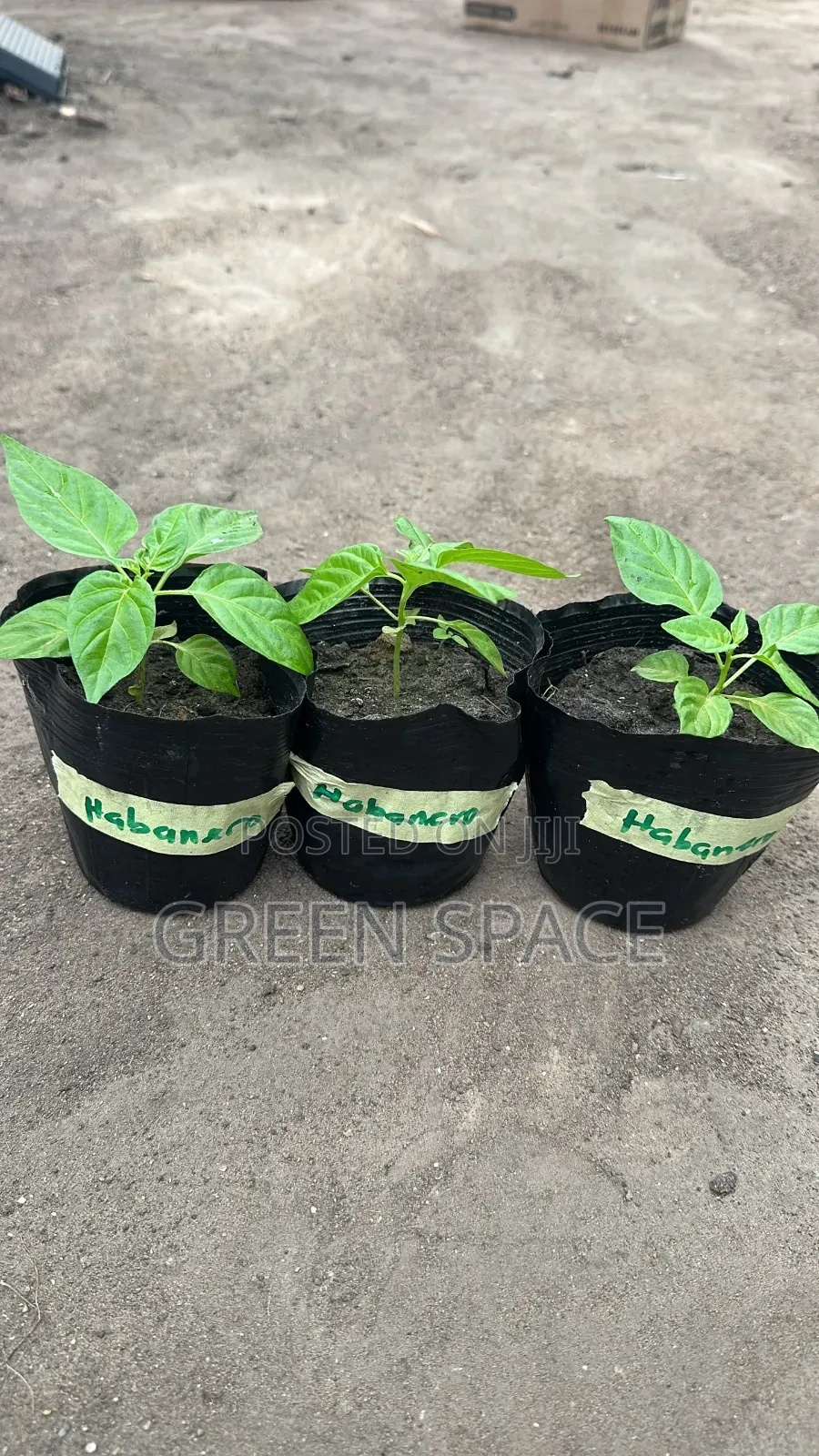 Habanero Pepper Red Seedlings