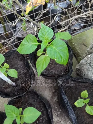 Habanero Pepper Yellow