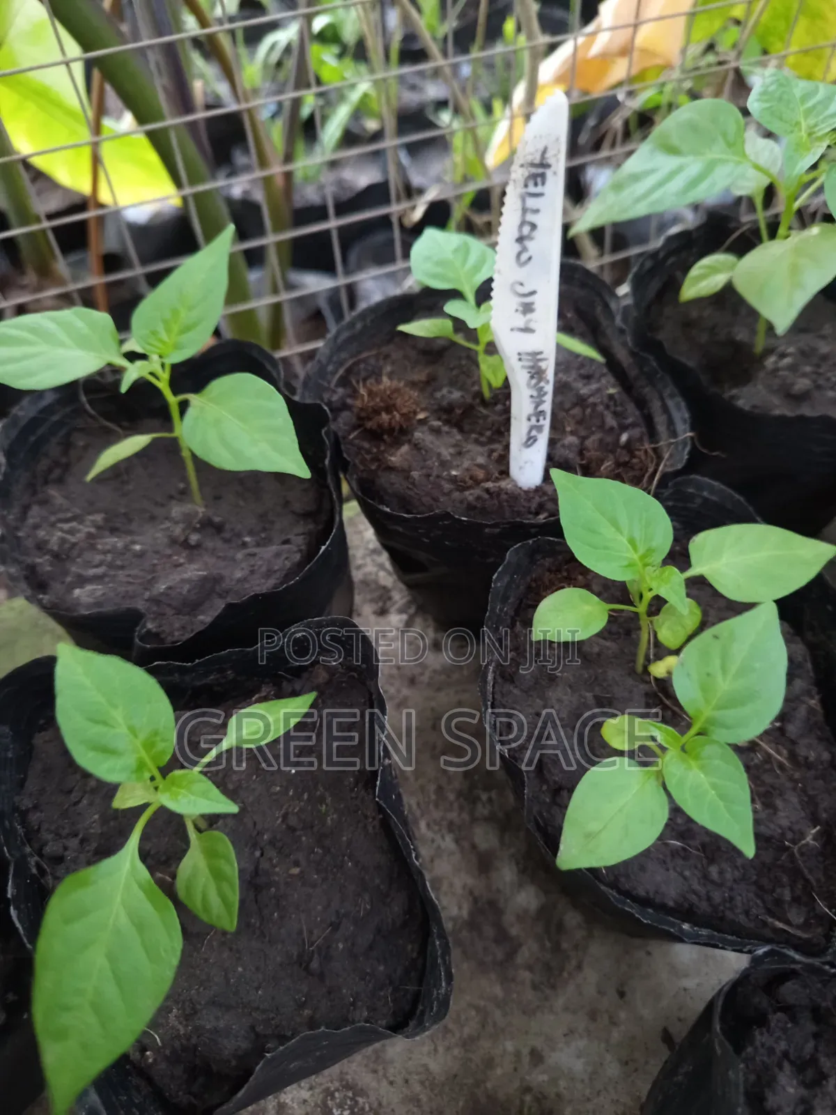 Habanero Pepper Yellow