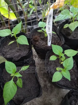 Habanero Pepper Yellow
