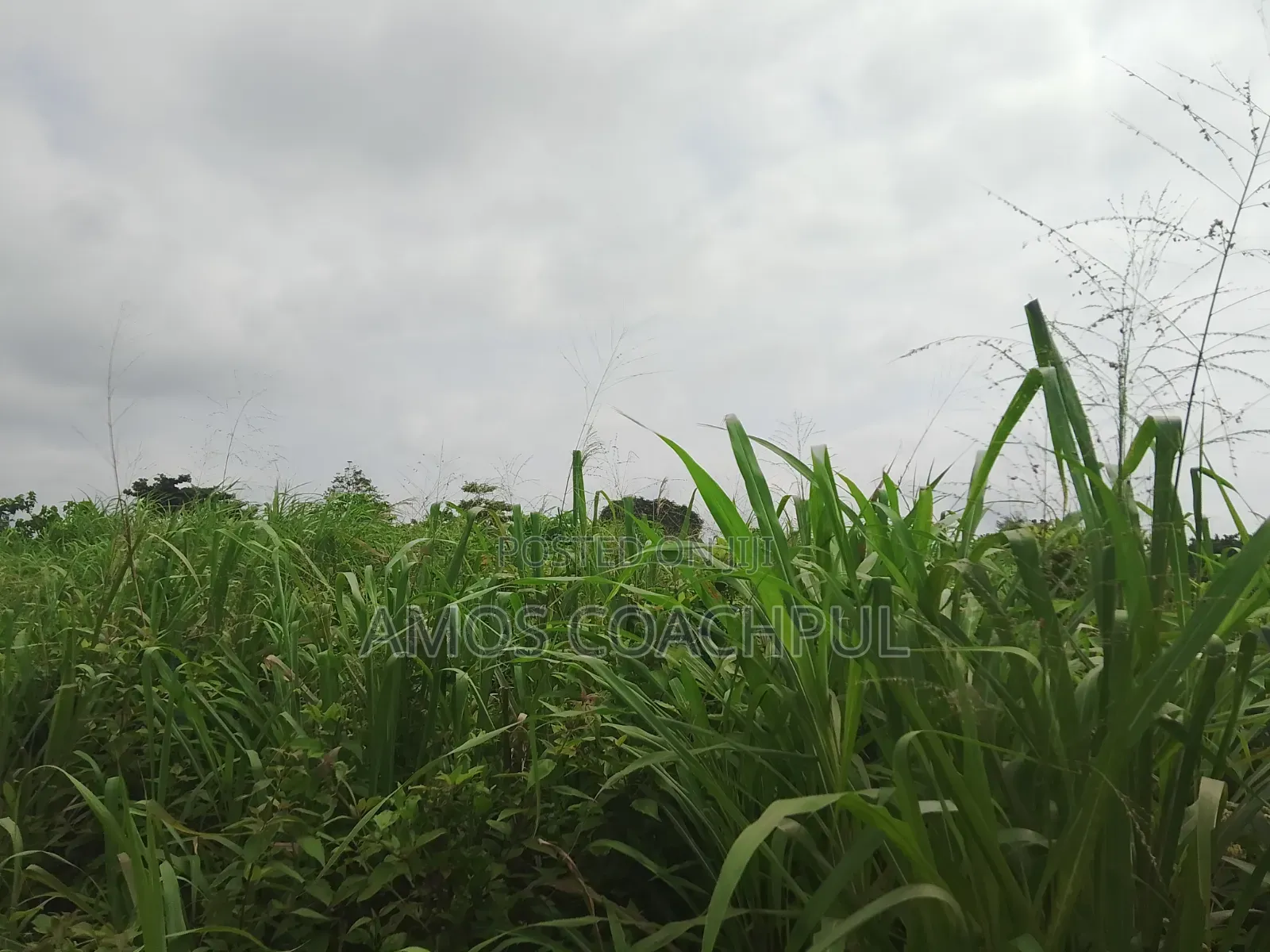 Roadside Plot at SYN YH Temakwataa