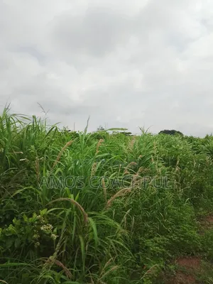Roadside Plot at SYN YH Temakwataa