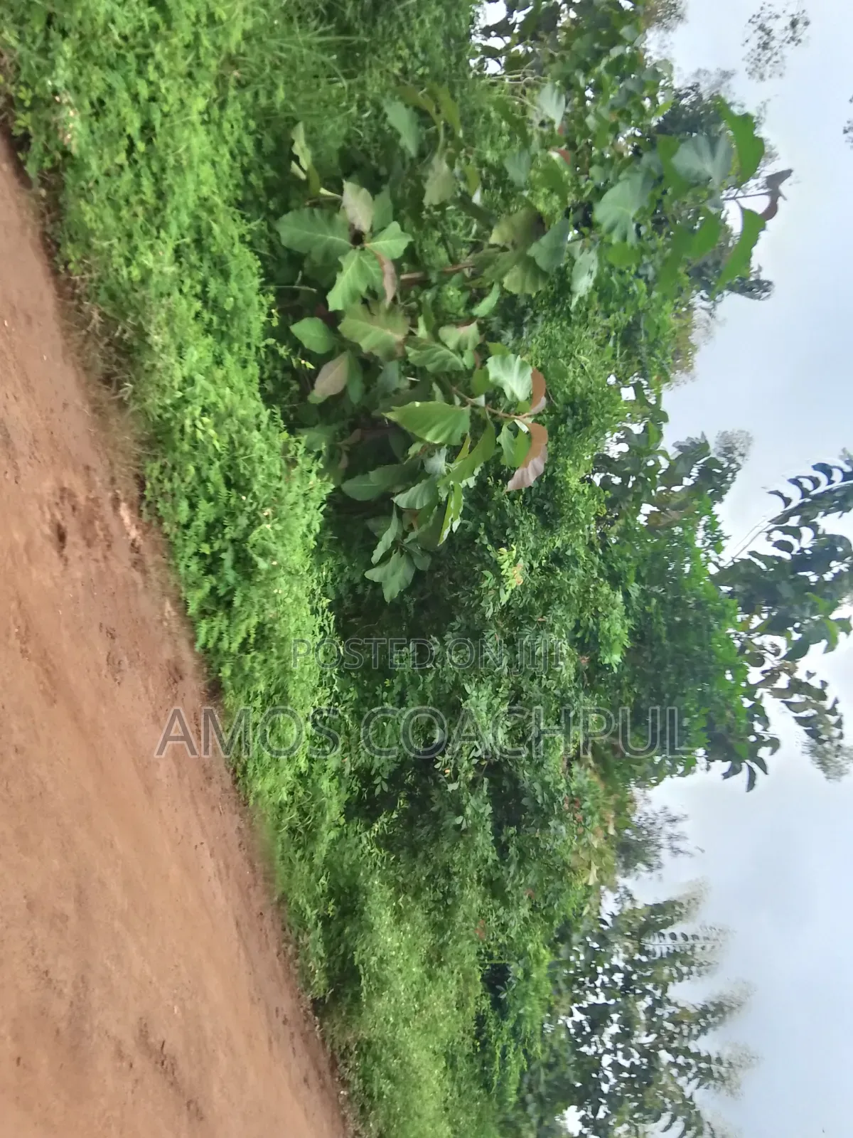 Roadside Plot at SYN YH Temakwataa