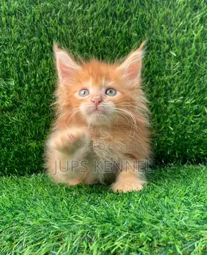 1-3 months Female Purebred Maine Coon