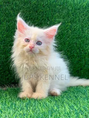 1-3 months Female Purebred Maine Coon