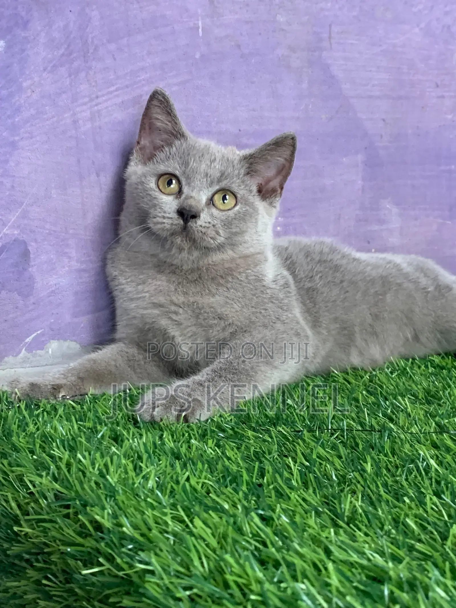 1-3 months Male Purebred British Shorthair