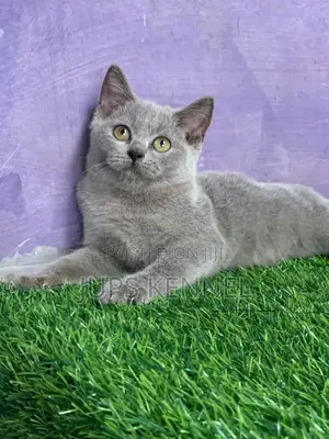 1-3 months Male Purebred British Shorthair