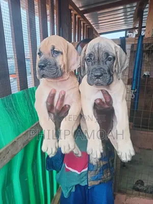 1-3 months Male Purebred Boerboel