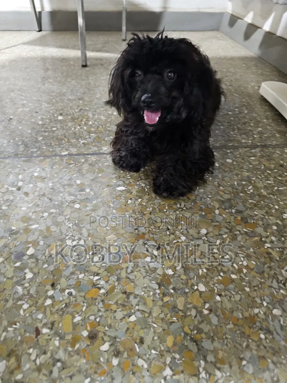 6-12 months Female Purebred Poodle