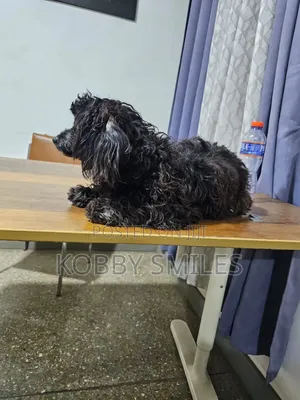 6-12 months Female Purebred Poodle