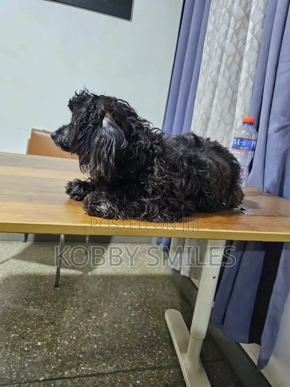 6-12 months Female Purebred Poodle