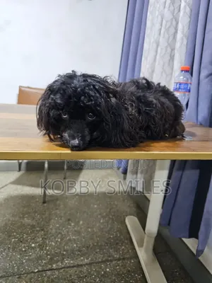 6-12 months Female Purebred Poodle
