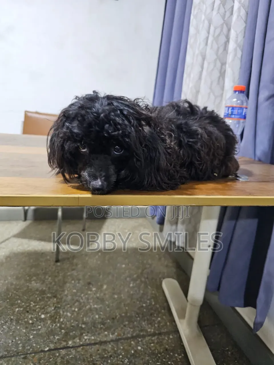 6-12 months Female Purebred Poodle
