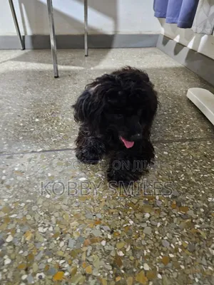 6-12 months Female Purebred Poodle