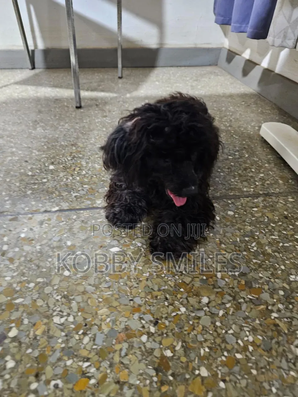 6-12 months Female Purebred Poodle