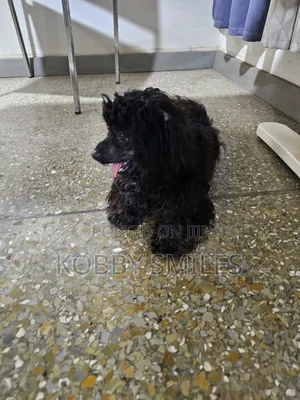 6-12 months Female Purebred Poodle
