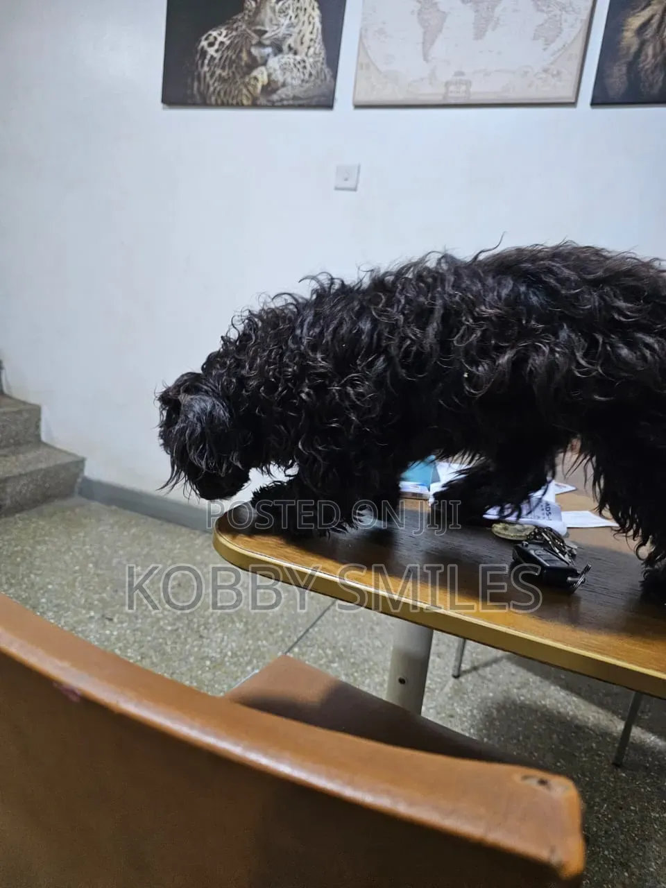 6-12 months Female Purebred Poodle