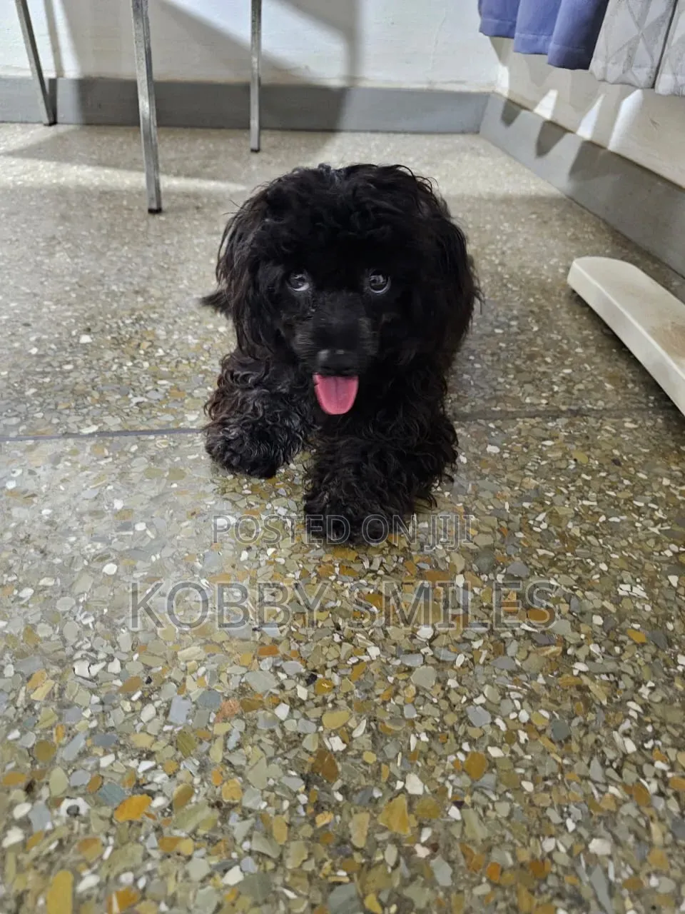 6-12 months Female Purebred Poodle