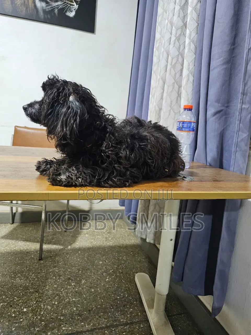 6-12 months Female Purebred Poodle