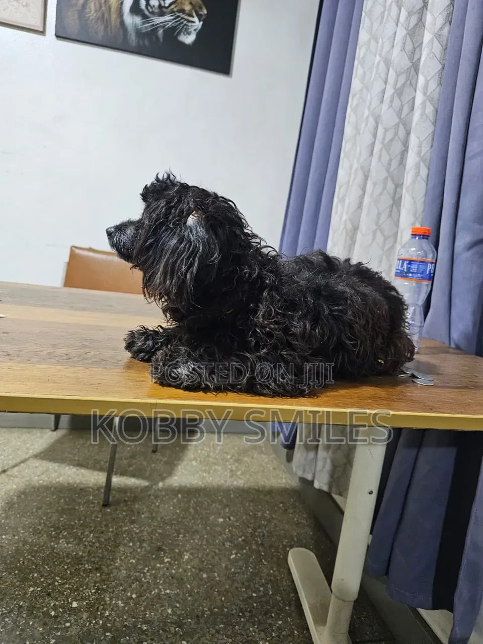 6-12 months Female Purebred Poodle