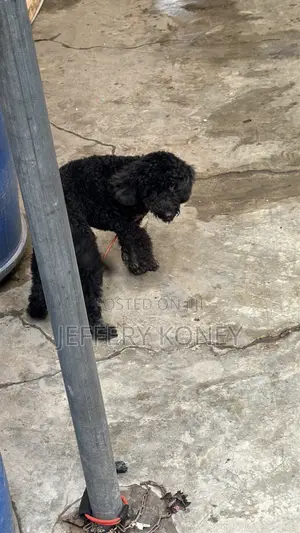 6-12 months Male Purebred Poodle