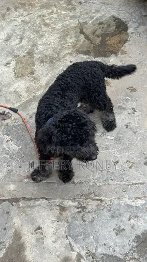 6-12 months Male Purebred Poodle