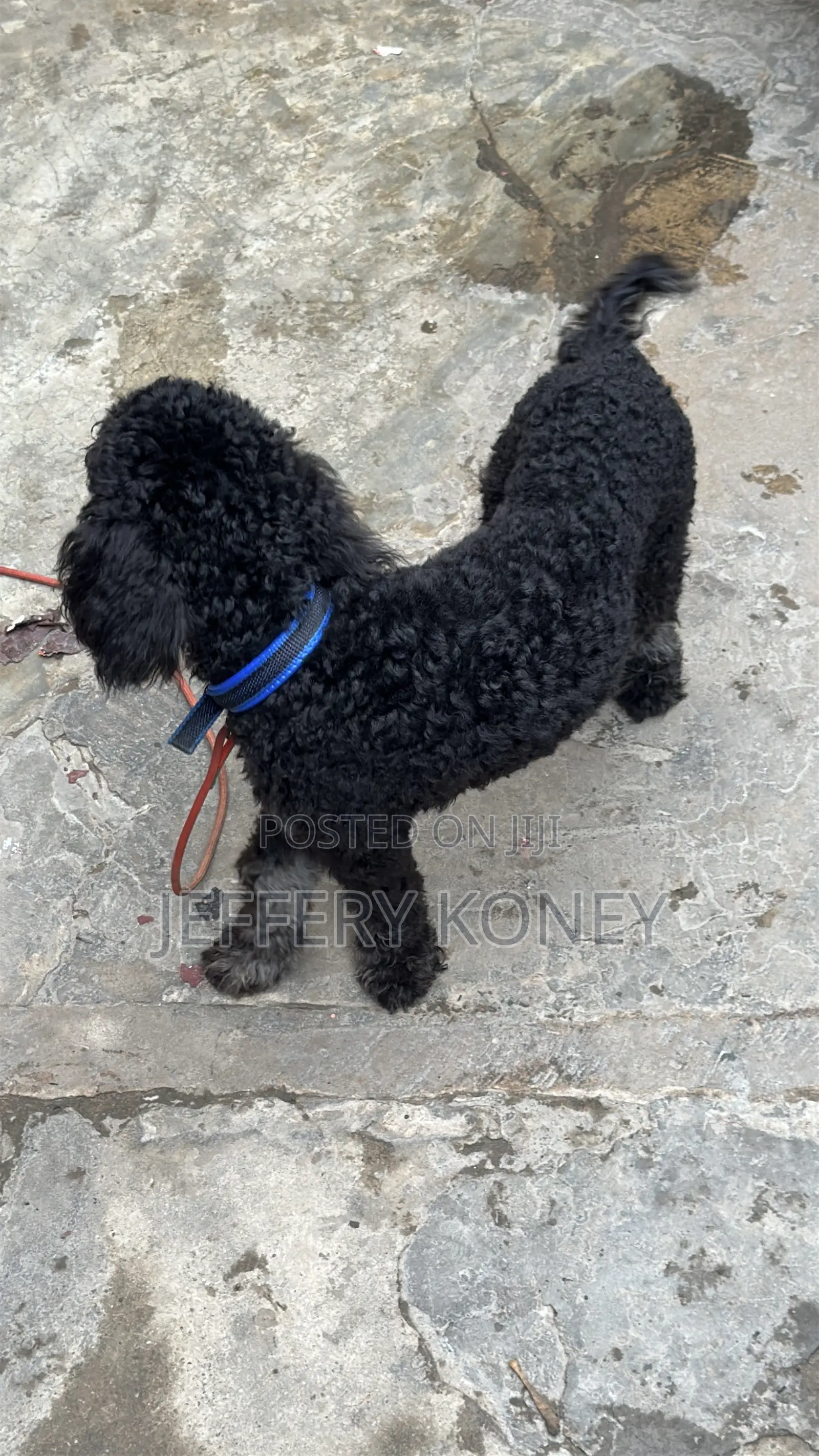 6-12 months Male Purebred Poodle
