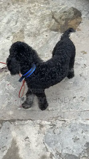 6-12 months Male Purebred Poodle