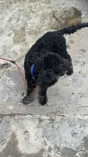 6-12 months Male Purebred Poodle