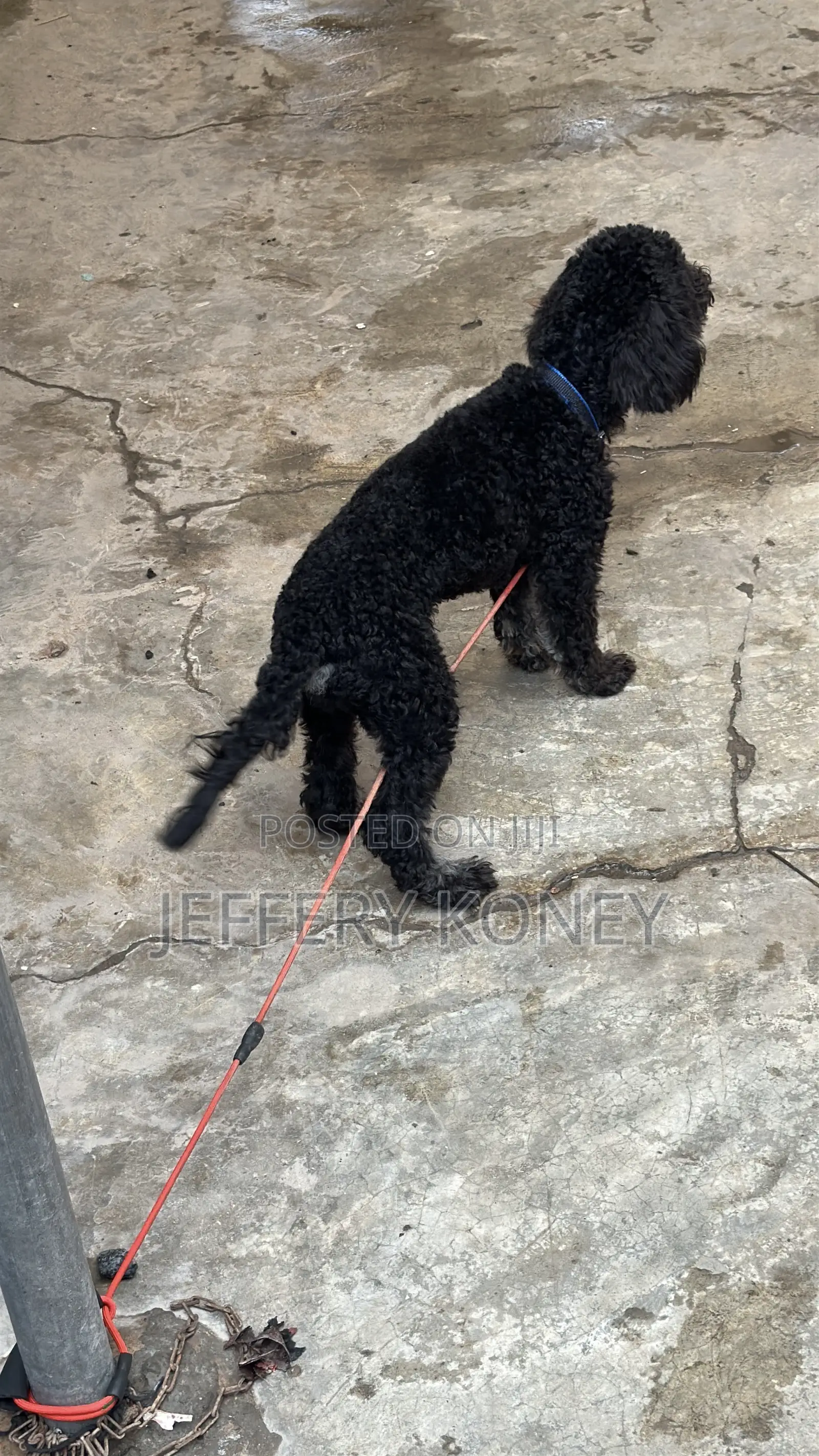 6-12 months Male Purebred Poodle