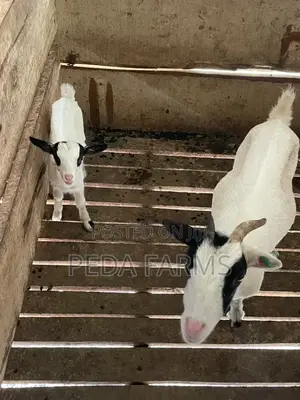 Goats for Meat and Breeding