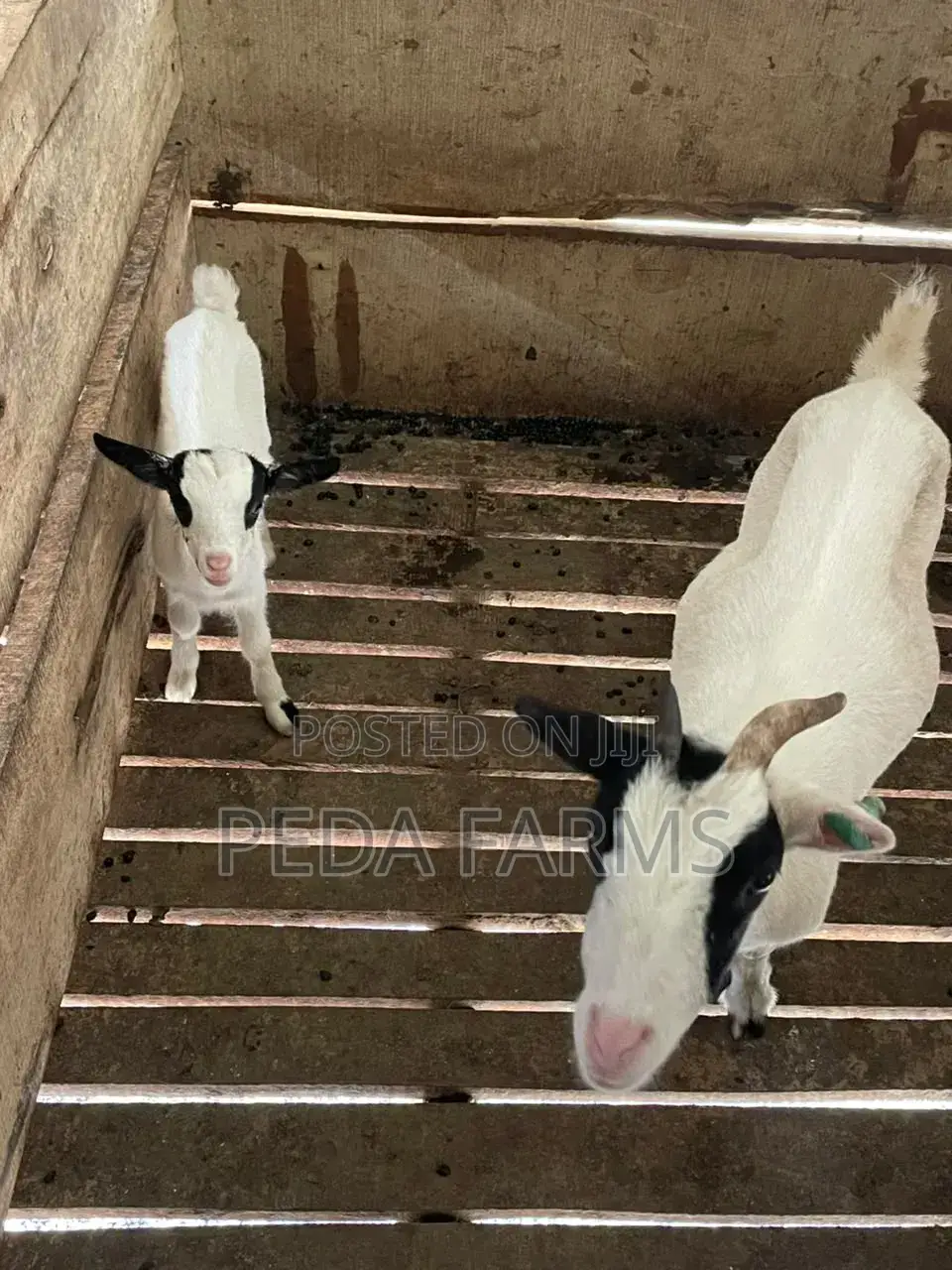 Goats for Meat and Breeding