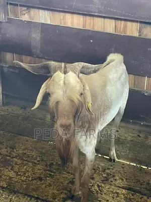 Goats for Meat and Breeding