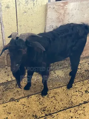 Goats for Meat and Breeding
