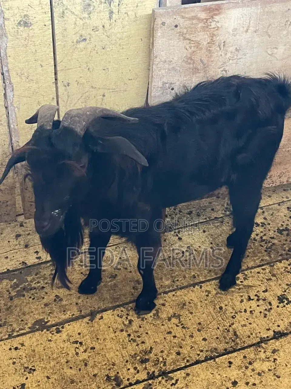 Goats for Meat and Breeding