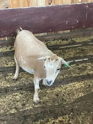 Goats for Meat and Breeding