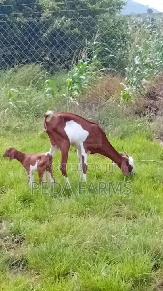 Goats for Meat and Breeding